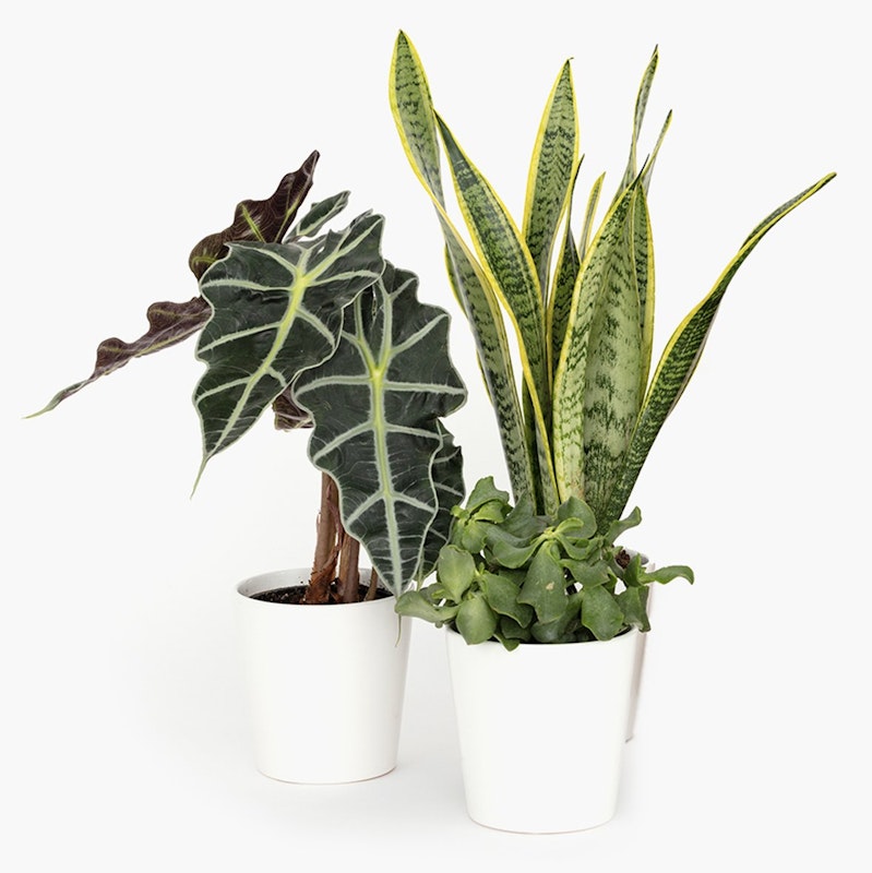 Two potted houseplants including a dark green Alocasia with arrowhead leaves and a variegated Sansevieria with yellow edges on a white background.
