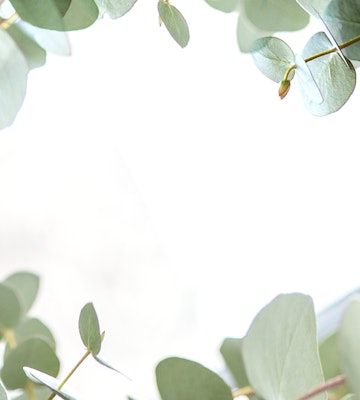 Delicate eucalyptus leaves frame the edges of a bright, softly focused background, invoking a fresh and serene atmosphere with a hint of nature's simplicity.