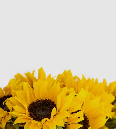 Vibrant yellow sunflowers with dark centers, radiating warmth and cheerfulness in a bright display.
