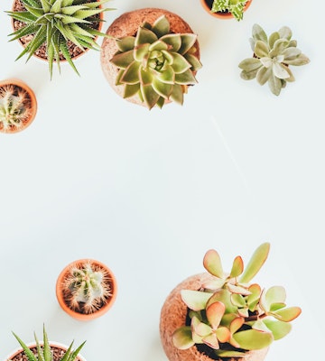 An assortment of succulent plants in various pots, including aloe and echeveria, arranged neatly on a bright white background with ample space for text or design elements.