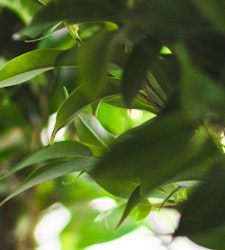 Close-up of vibrant green leaves in natural daylight, highlighting the textures and fresh colors of a lush plant, perfect for botanical themes or nature backgrounds.