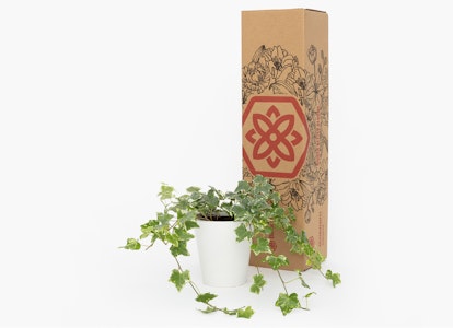 Cardboard box with intricate floral patterns standing next to a lush green potted ivy plant with trailing vines on a white background.