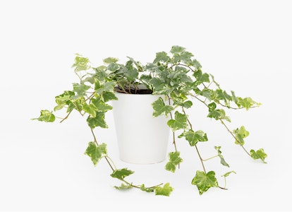 Lush green ivy plant with trailing vines spilling over the edges of a simple white pot, isolated on a clean white background, embodying freshness and growth.