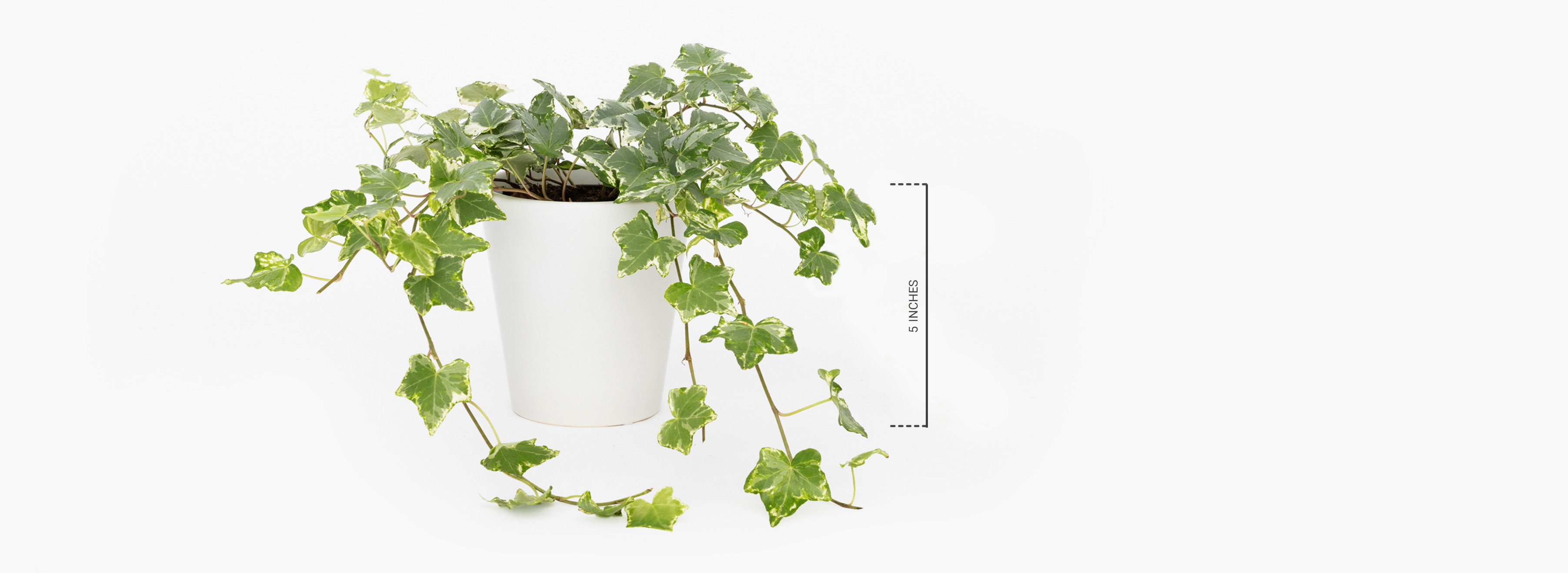 London Ivy Premium Floral Gift | BloomsyBox.com.com
