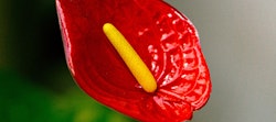 Close-up of a vivid red anthurium flower with a prominent yellow spadix against a soft-focus green background, showcasing the plant's waxy texture.