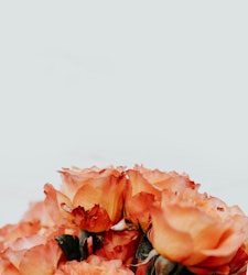 A bouquet of vibrant orange roses with delicately ruffled petals against a minimalist white background, conveying a feeling of warmth and romance.