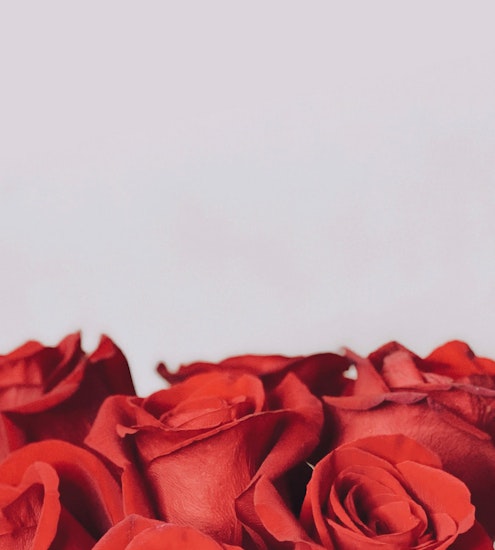 Elegant close-up of lush red roses, showcasing their velvety petals and rich color.