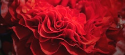 Close-up of a vibrant red rose with intricate petals, highlighting its romantic and luxurious appeal, set against a backdrop of similar flowers.