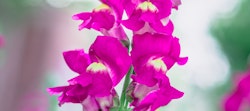 Vibrant cluster of pink snapdragons (Antirrhinum) in full bloom against a soft-focused green background, showcasing the distinct dragon-shaped flowers.