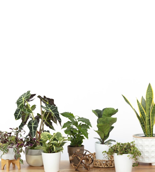 Lush assortment of potted houseplants in stylish containers, enhancing indoor decor.