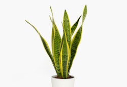 Vibrant Sansevieria trifasciata, commonly known as snake plant, with tall yellow and green variegated leaves in a simple white pot against a white background.