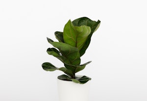 Fiddle Leaf