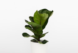 Lush green leaves of a fiddle leaf fig plant, also known as Ficus lyrata, positioned in a simple white vase against a clean white background.
