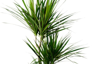 Dracaena