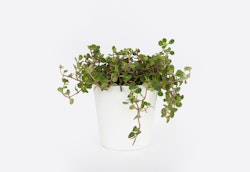 Lush green potted plant with small round leaves in a simple white pot isolated on a white background, suggesting minimalism and indoor gardening.