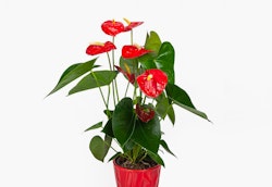 Vibrant red anthurium plant with glossy heart-shaped flowers and dark green leaves in a bright red pot isolated on a white background.