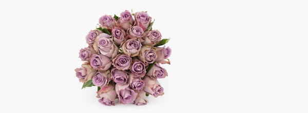 Bouquet of fresh lavender roses with greenery on a white background, symbolizing appreciation and grace, ideal for weddings or romantic occasions.