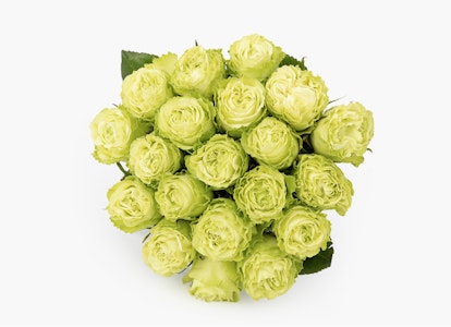 Vibrant bunch of fresh green roses arranged neatly against a white background, representing a unique and modern floral choice for gifts or decor.