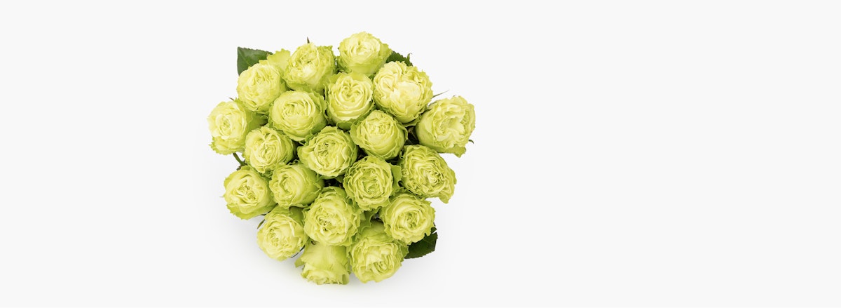 A delicate bouquet of green roses, enhancing any floral arrangement with elegance.
