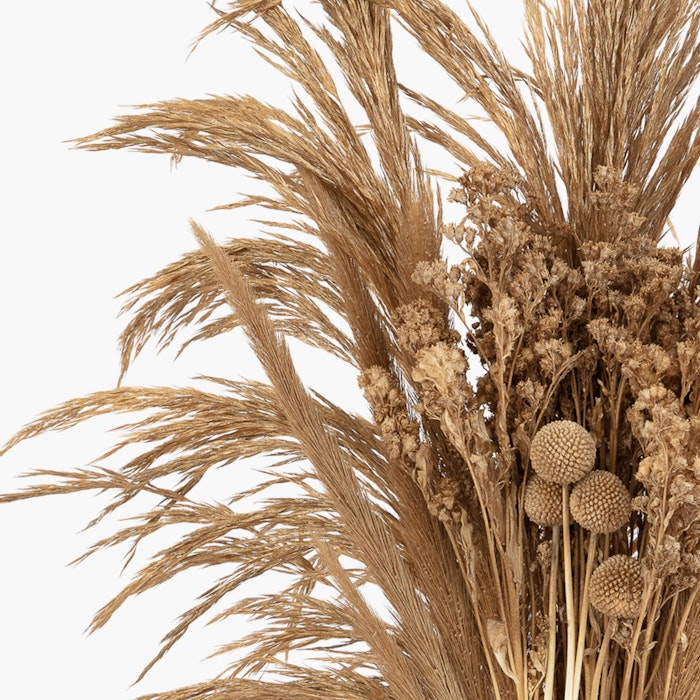 Assortment of dried ornamental grasses and plants arranged in a decorative bouquet against a clean, white background, showcasing various textures and shades of gold.