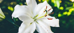 Close-up of a vibrant white lily with prominent stamens against a lush, blurred green foliage backdrop, highlighting the delicate texture and purity of the blossom.