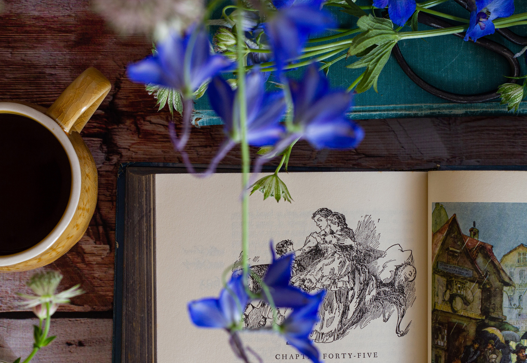 Blue delphinium