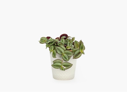 Green potted succulent plant with red-tipped leaves in a simple off-white pot isolated on a clean, white background, suitable for modern home decor.