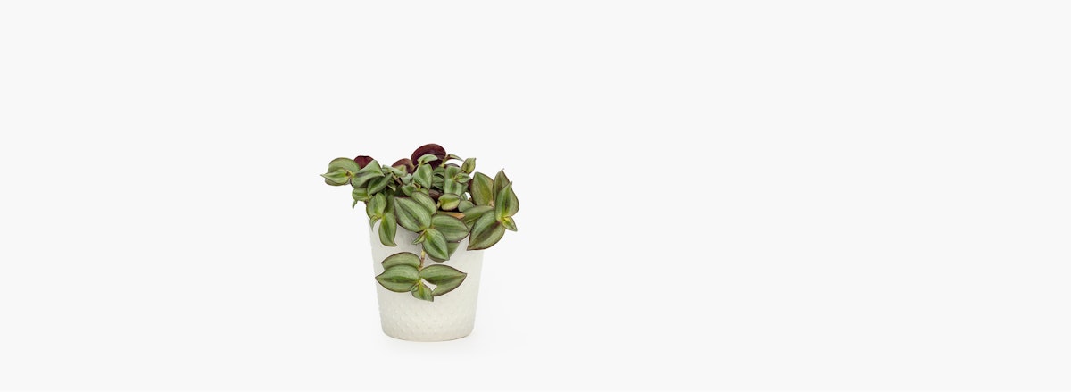 Trendy potted succulent with vibrant green leaves arranged in a stylish white pot.