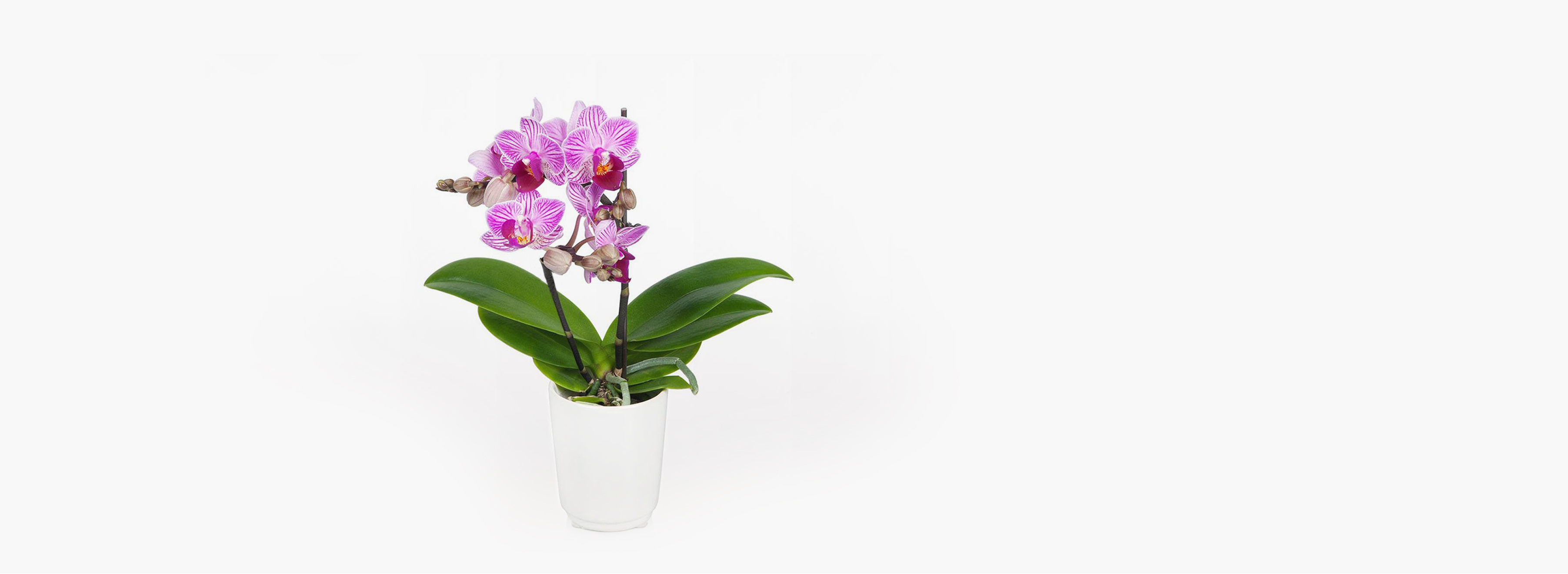 Purple Orchid Striped Phalaenopsis Orchids BloomsyBox