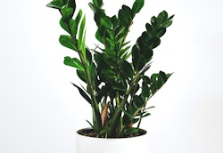 Lush green potted plant with shiny leaves growing in a white pot against a stark white background, exemplifying simplicity in indoor plant decoration.