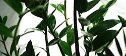Vibrant green houseplant leaves reaching upward with a soft-focus white background, illustrating indoor plant growth and natural home decor elements.