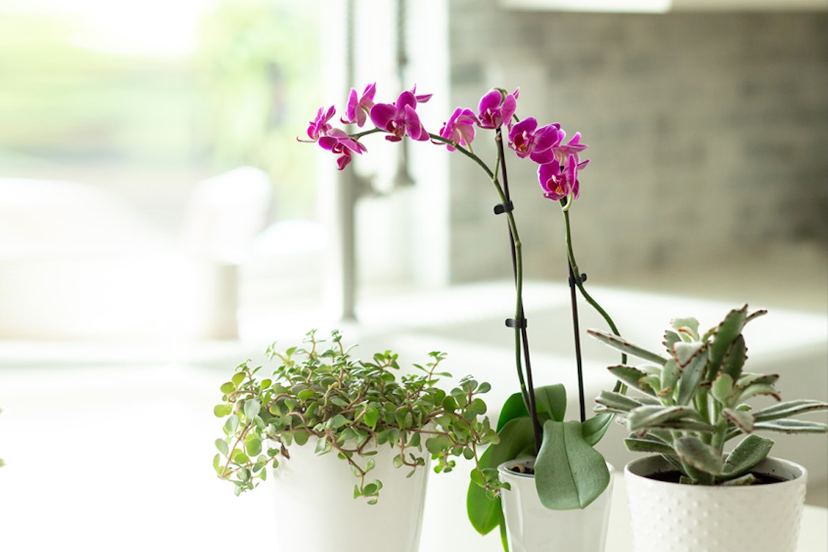 Plant Delivery Bonsai Trees Indoor Plants BloomsyBox