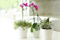 Three potted houseplants on a bright windowsill, featuring a lush green ivy, a blooming purple orchid, and a succulent aloe vera, displaying serene indoor gardening.