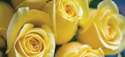 Close-up of vibrant yellow roses with delicate water droplets on the petals, showcasing their intricate details and fresh, natural beauty.