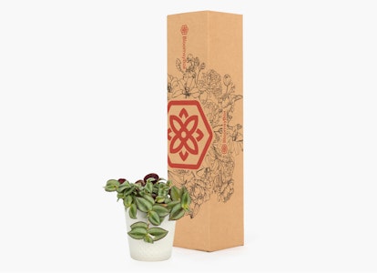 Elegant tall wine box with traditional Asian motifs next to a lush green potted plant, presented on a clean white background.