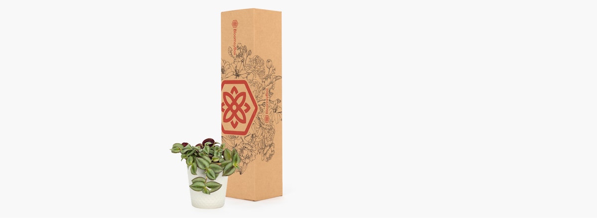 Modern potted succulent placed beside an elegant gift box, perfect for any occasion.