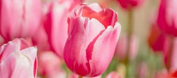 Close-up of vibrant pink tulips in bloom with soft focus background, showcasing delicate petals and the beauty of spring flowers.