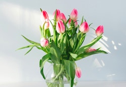A fresh bouquet of pink and white tulips in a clear glass vase, beautifully illuminated by natural light with soft shadows on a plain background.