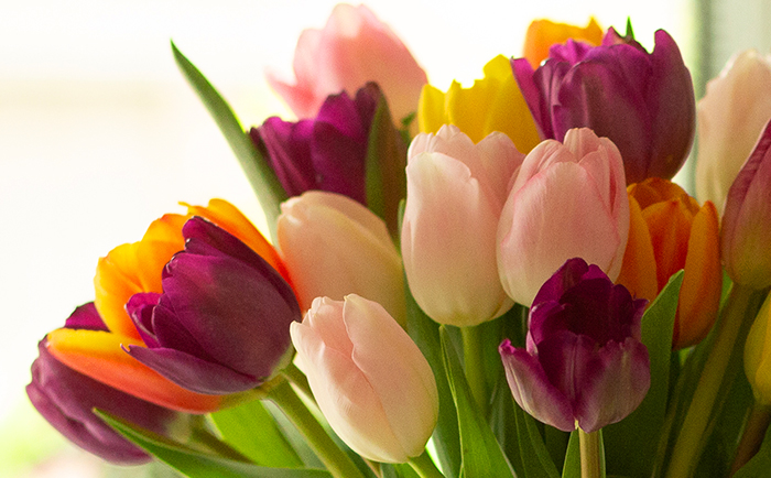Tulips