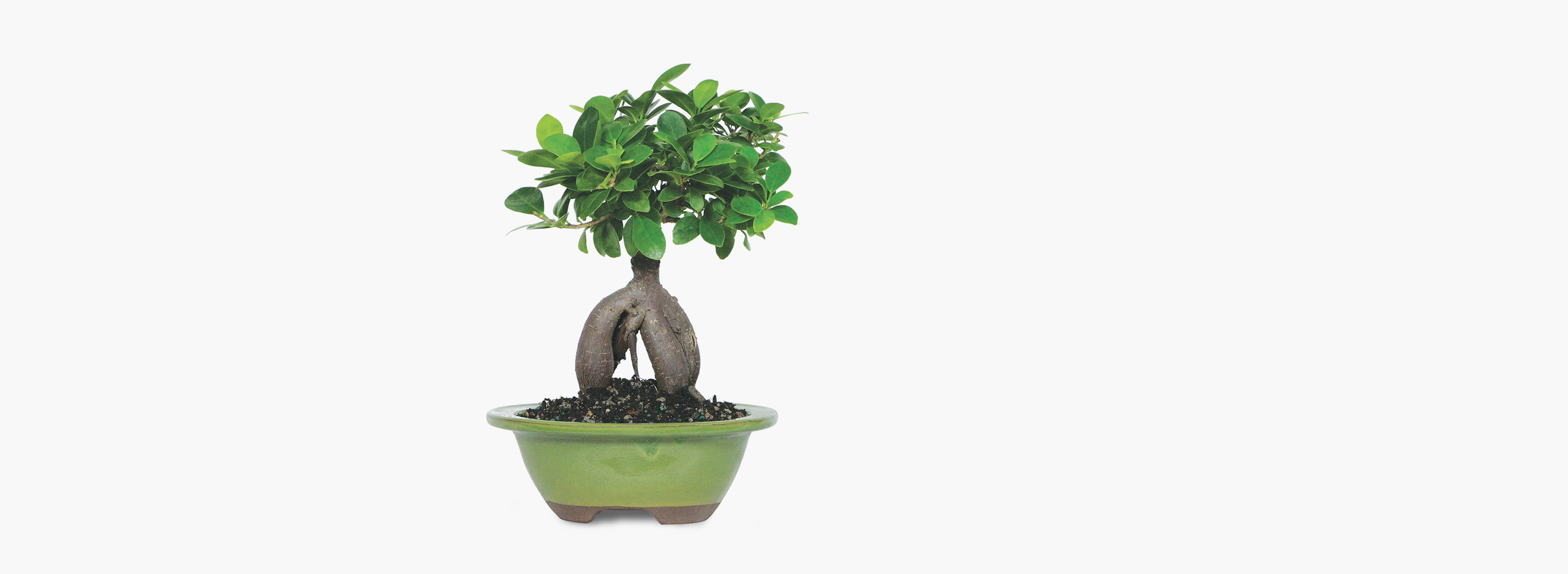 Ginseng Grafted Ficus Plant Delivery BloomsyBox