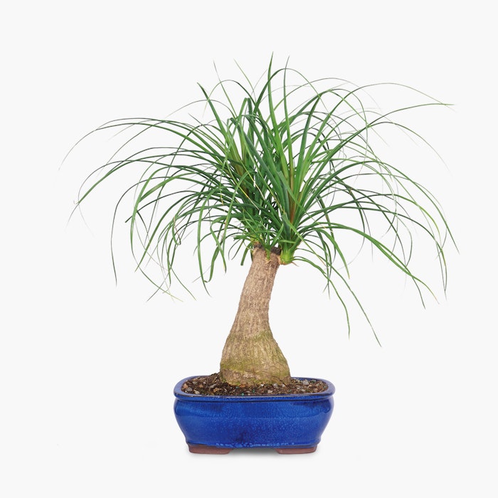 A vibrant green potted Beaucarnea recurvata, also known as ponytail palm, displayed against a white background, showcasing its bulbous trunk and long, slender leaves.