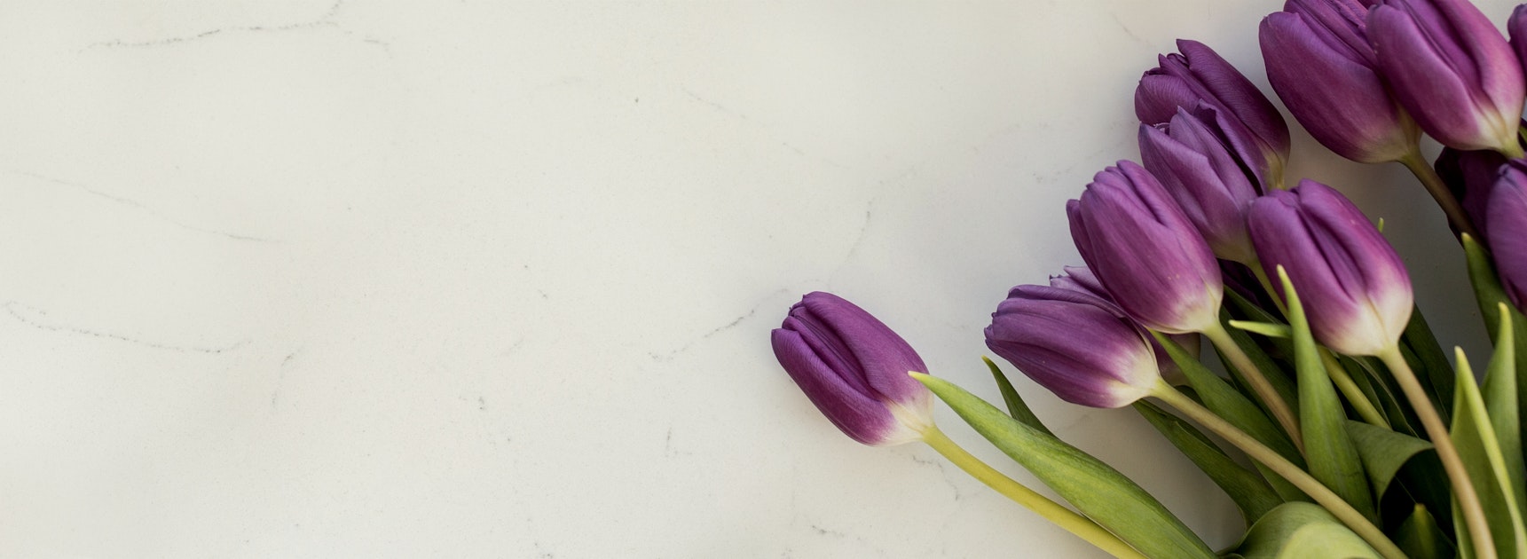 Vibrant purple tulips elegantly arranged against a clean, white background, perfect for spring.