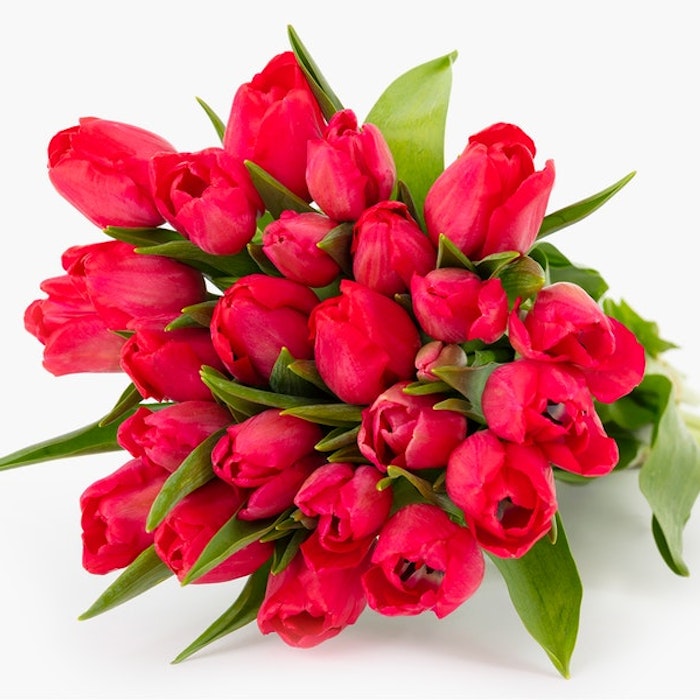 radiant red tulip