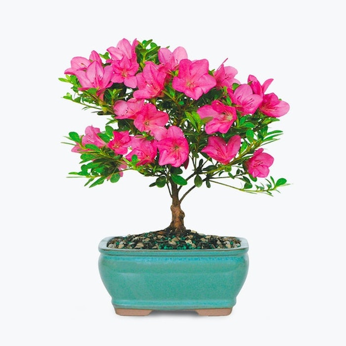 Vibrant pink azalea bonsai tree in a blue ceramic pot isolated on a white background, showcasing the art of bonsai with lush flowering and detailed foliage.