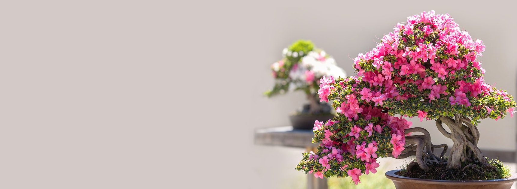 Vibrant pink azalea bonsai with lush green foliage, elegantly displayed in a ceramic pot.