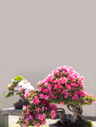Beautiful bonsai tree with vibrant pink blossoms, showcasing intricate branches and delicate petals.