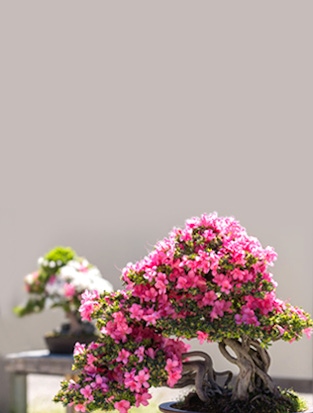 Beautiful bonsai tree with vibrant pink blossoms, showcasing intricate branches and delicate petals.