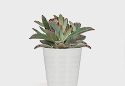 Succulent plant with spotty leaves in a white fluted ceramic pot against a clean, white background, symbolizing minimalistic home decor.