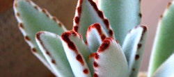 Close-up of a panda plant (Kalanchoe tomentosa) showcasing its fuzzy, silver-green leaves with rusty-brown spotted edges, highlighting the plant's unique texture.