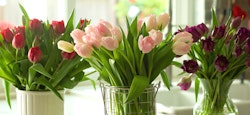 Vibrant tulips in shades of pink, red, and purple arranged in various glass vases on a sunlit windowsill, highlighting the beauty of spring flowers indoors.